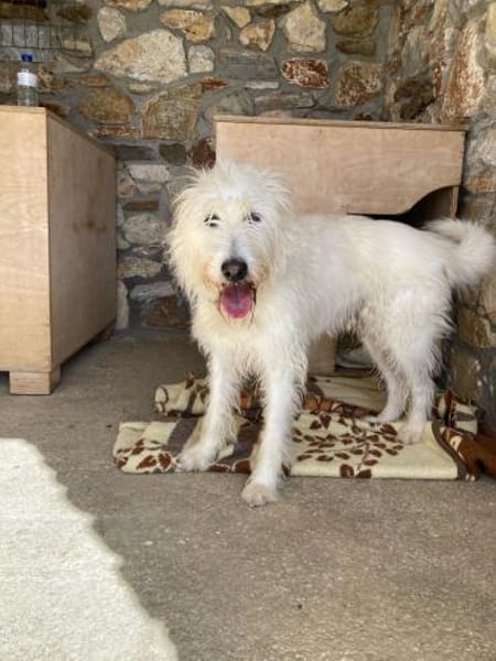 Charly - ein großer Wuschelbär