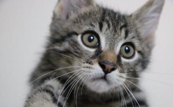 Karlsson sucht ein eigenes Zuhause