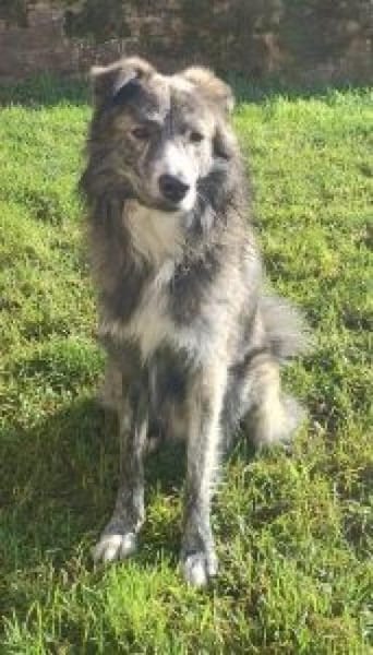 Herr Schmidt (Rafael) 60 cm