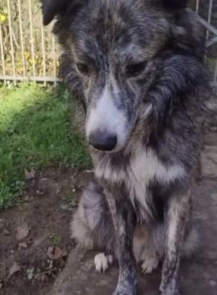 Herr Schmidt (Rafael) 60 cm