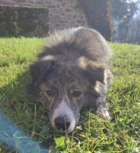 Herr Schmidt (Rafael) 60 cm