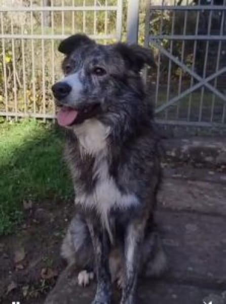 Herr Schmidt (Rafael) 60 cm