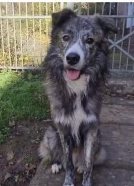 Herr Schmidt (Rafael) 60 cm