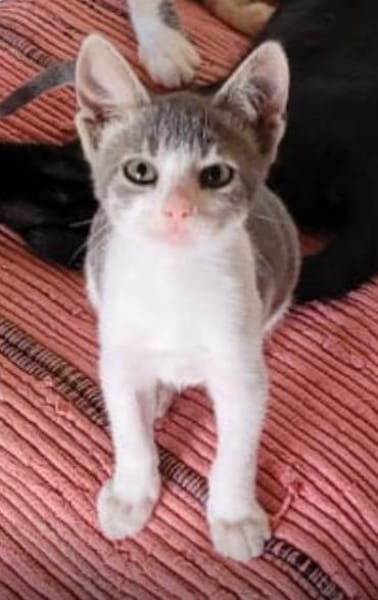 Findelkind Findus sucht sein Glück