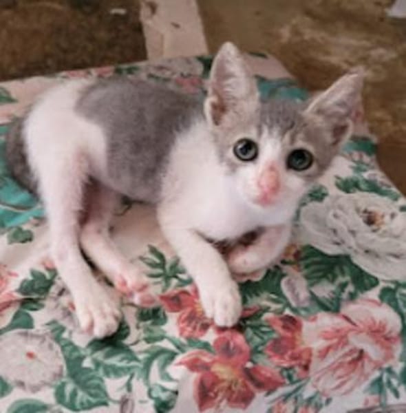 Findelkind Findus sucht sein Glück