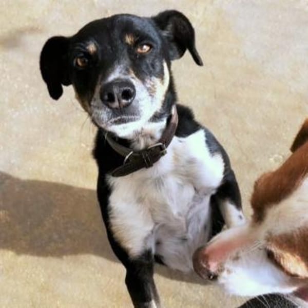 Ballverrückter Sparty sucht Zuhause