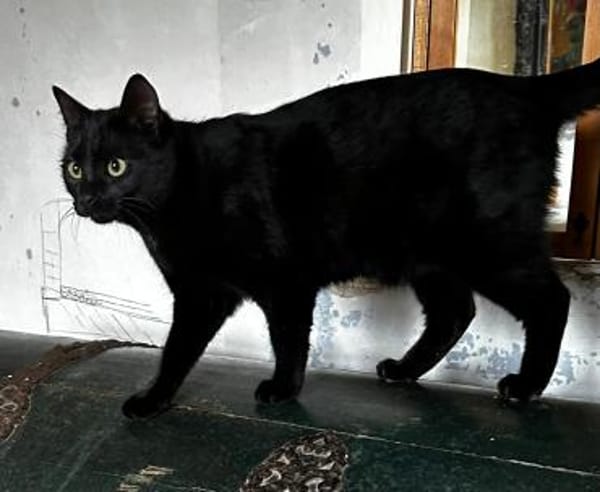 Mr. Jackson der Schmusekater!