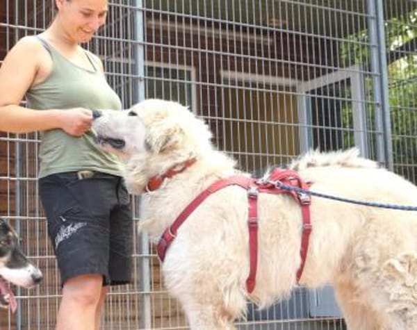 Boss wartet bereits auf dich!