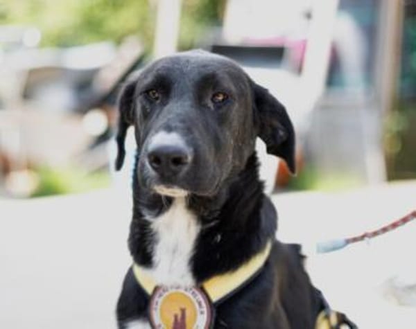 Laba möchte mit dir die Welt entdecken