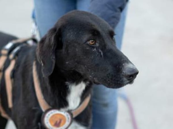 Laba möchte mit dir die Welt entdecken