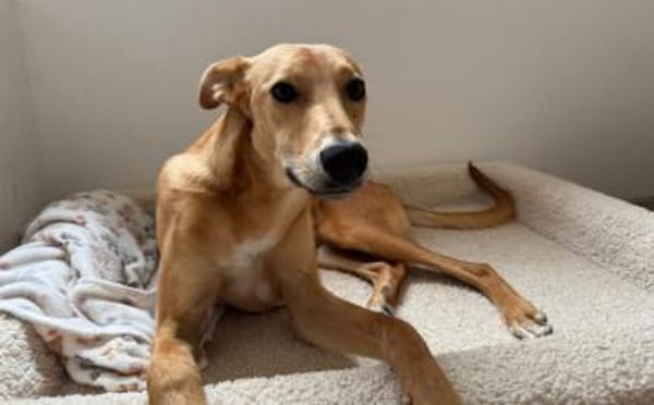 Keylam wartet auf dich!