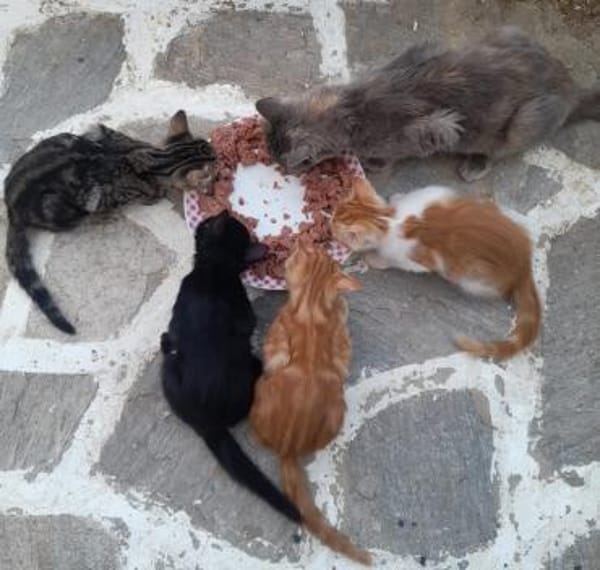 Mama Minka sucht Zuhause