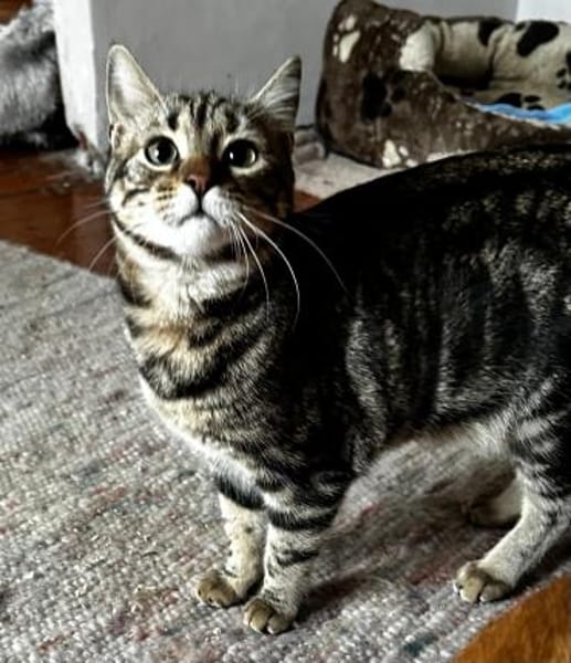 Momo - Ein Traum Kätzchen