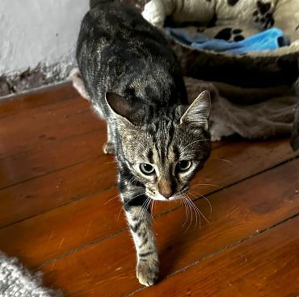 Momo - Ein Traum Kätzchen