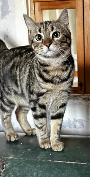 Momo - Ein Traum Kätzchen