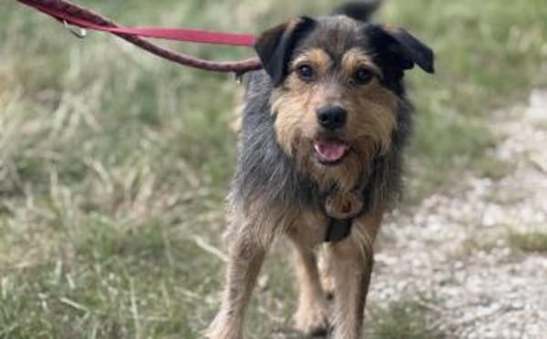 Hundebub Smartie sucht sein Zuhause!