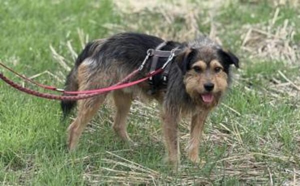 Hundebub Smartie sucht sein Zuhause!