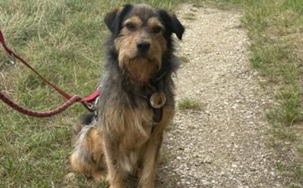 Hundebub Smartie sucht sein Zuhause!