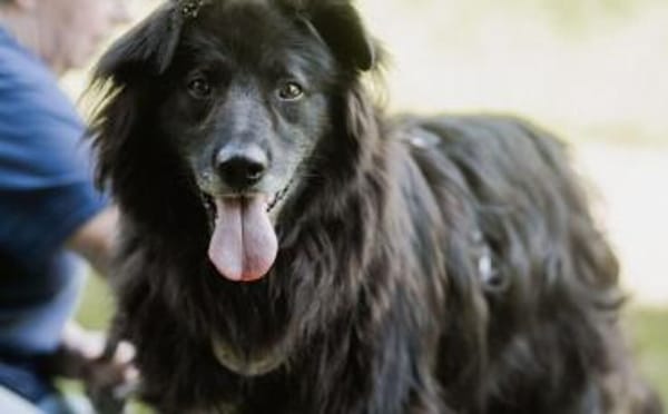 Kuschelfan Odi sucht ein Zuhause