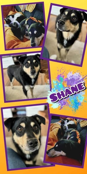 Shane wartet in München!