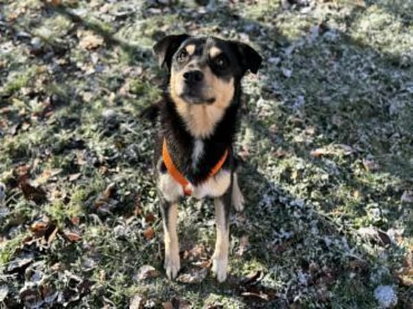 Shane wartet in München!