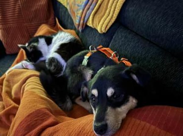 Shane wartet in München!