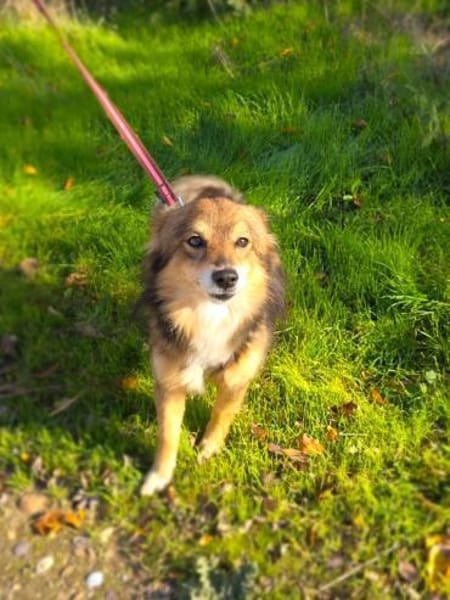 Foxi sucht ein Körbchen