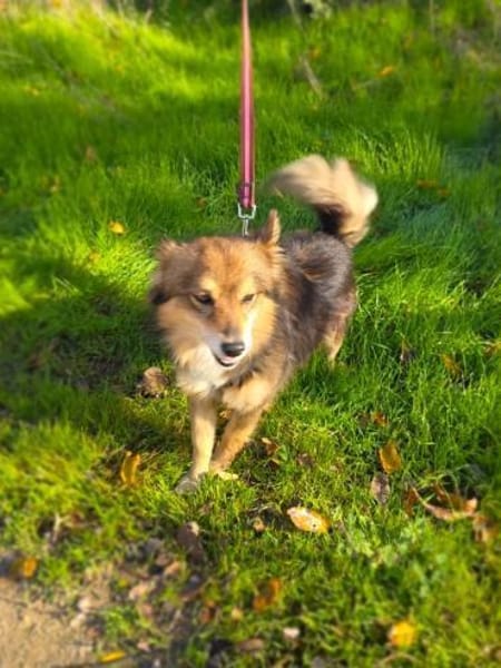 Foxi sucht ein Körbchen