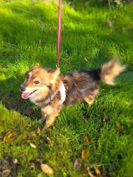 Foxi sucht ein Körbchen