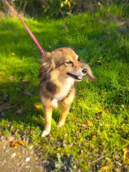 Foxi sucht ein Körbchen