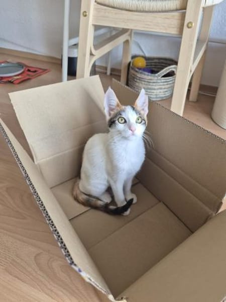 Annabelle & Mirabelle suchen DICH!