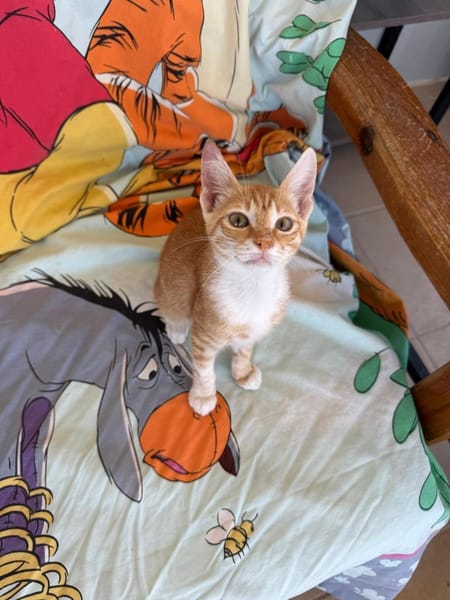 Annabelle & Mirabelle suchen DICH!