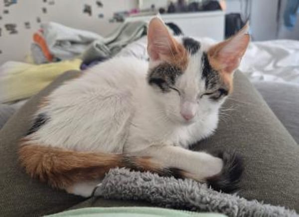 Annabelle & Mirabelle suchen DICH!