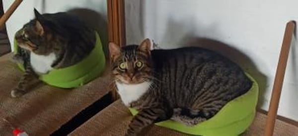 Schmusekater Rico sucht Zuhause