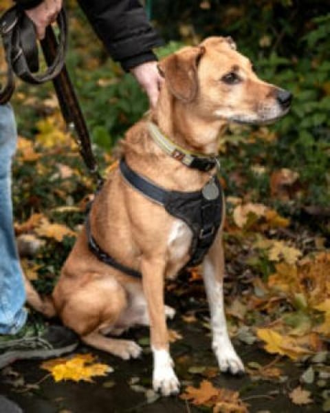 OSANO - erobert die Herzen im Sturm