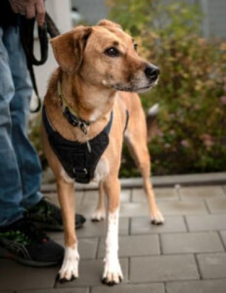 OSANO - erobert die Herzen im Sturm