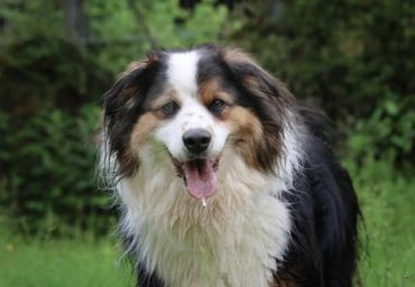 Basco sucht ein Zuhause