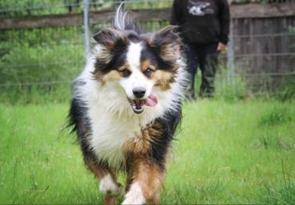 Basco sucht ein Zuhause