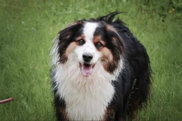 Basco sucht ein Zuhause