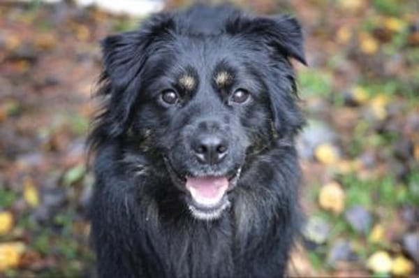 Milow sucht ein Zuhause