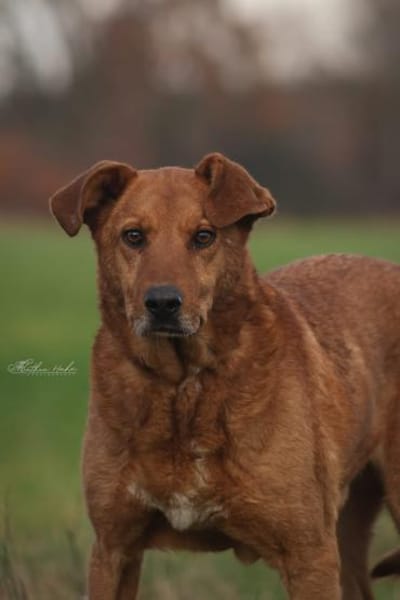 Timmy - neugieriger Schatz ❤