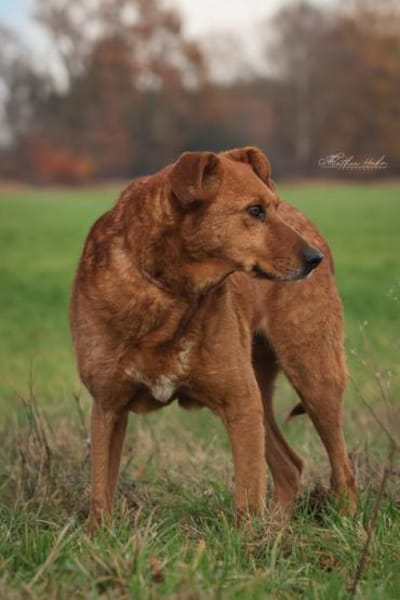 Timmy - neugieriger Schatz ❤