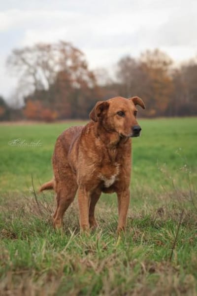 Timmy - neugieriger Schatz ❤