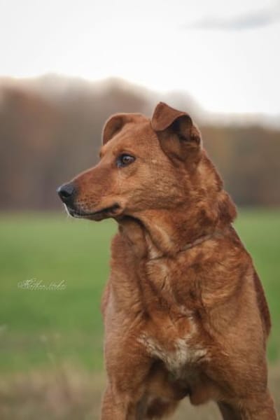 Timmy - neugieriger Schatz ❤