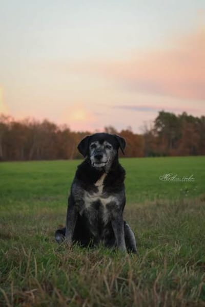 Bruno - liebenswerter Senior ❤