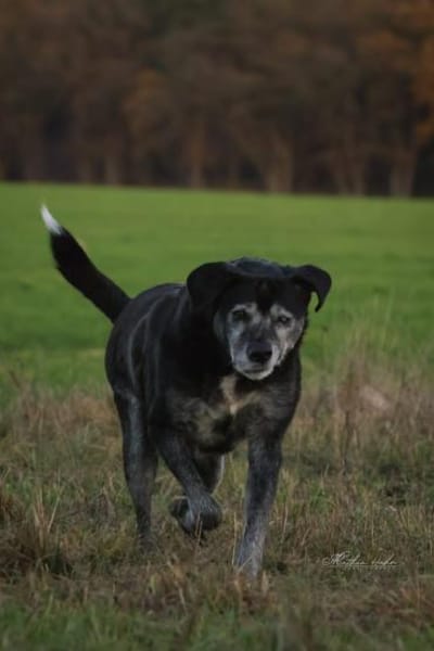 Bruno - liebenswerter Senior ❤