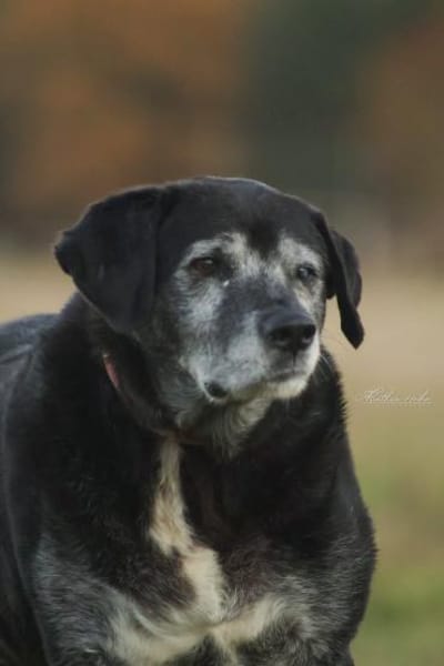 Bruno - liebenswerter Senior ❤