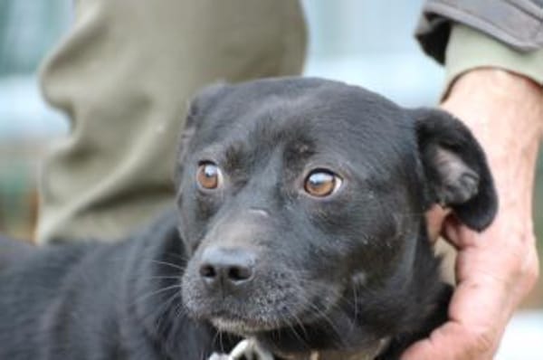Bonni - kinderlieb u. sehr verspielt