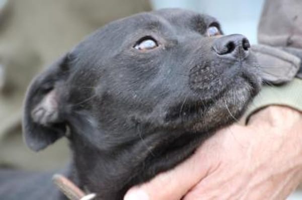 Bonni - kinderlieb u. sehr verspielt