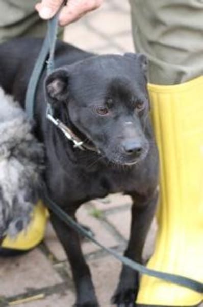 Bonni - kinderlieb u. sehr verspielt